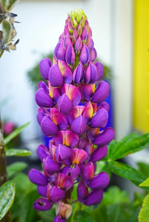 a close up view of the middle of a flowering plant