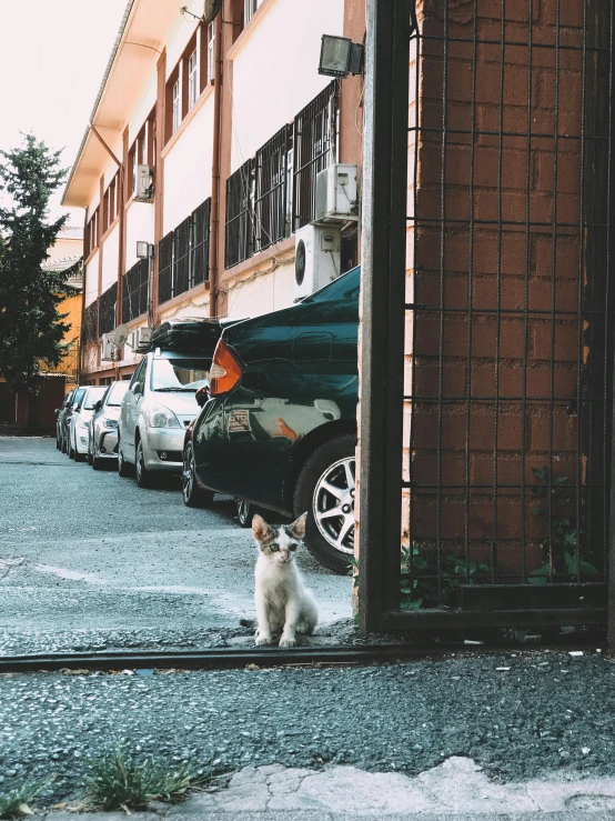 a small cat is standing in the street