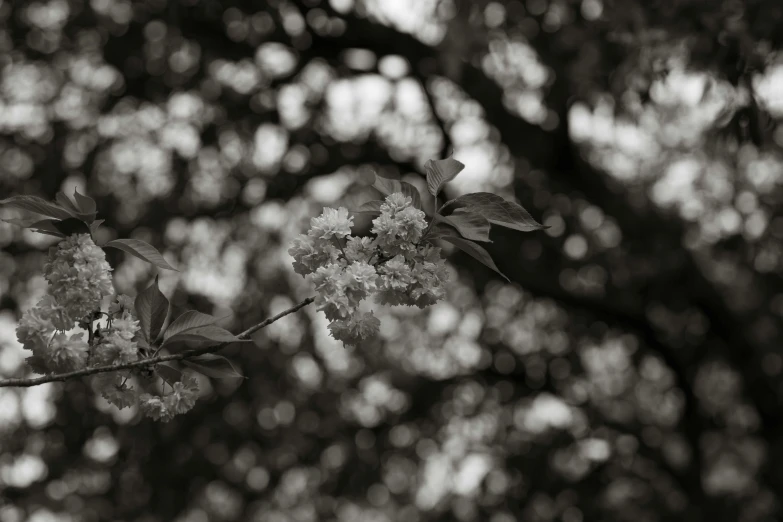 a blurry black and white image of a blooming nch