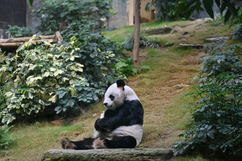 a panda bear sitting on top of a rock