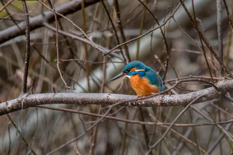 a colorful bird perched on a tree limb