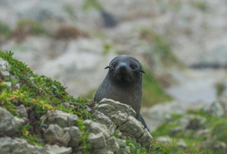 the bird is sitting on the edge of the rocks