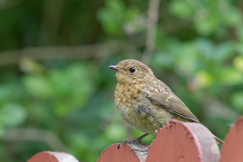 small bird perched on a wooden railing outside