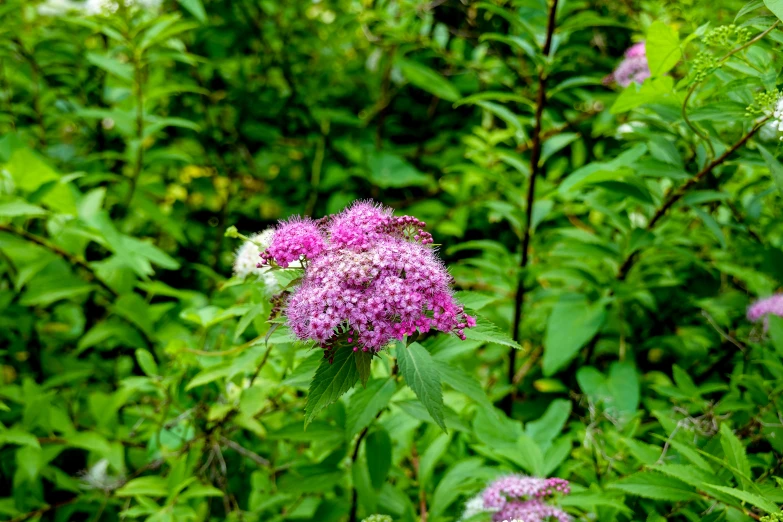 a very pretty pink flower in the middle of a field