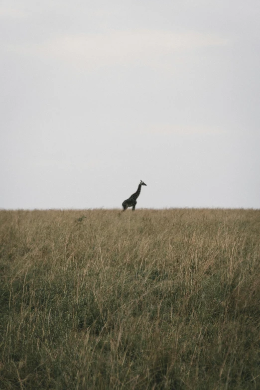 the large bird is standing in tall grass