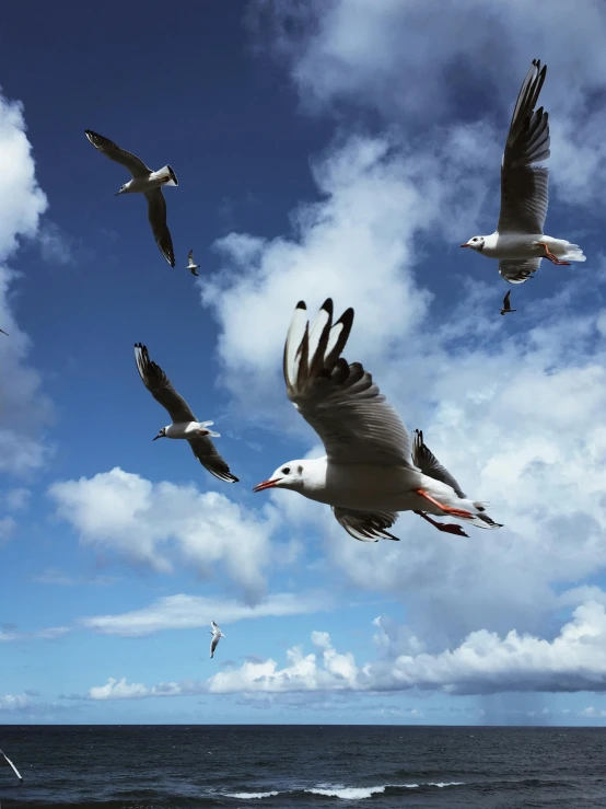 several seagulls in the air over the ocean