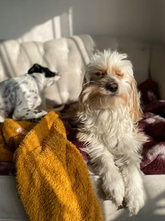 two small dogs, one white and the other gray, on the couch