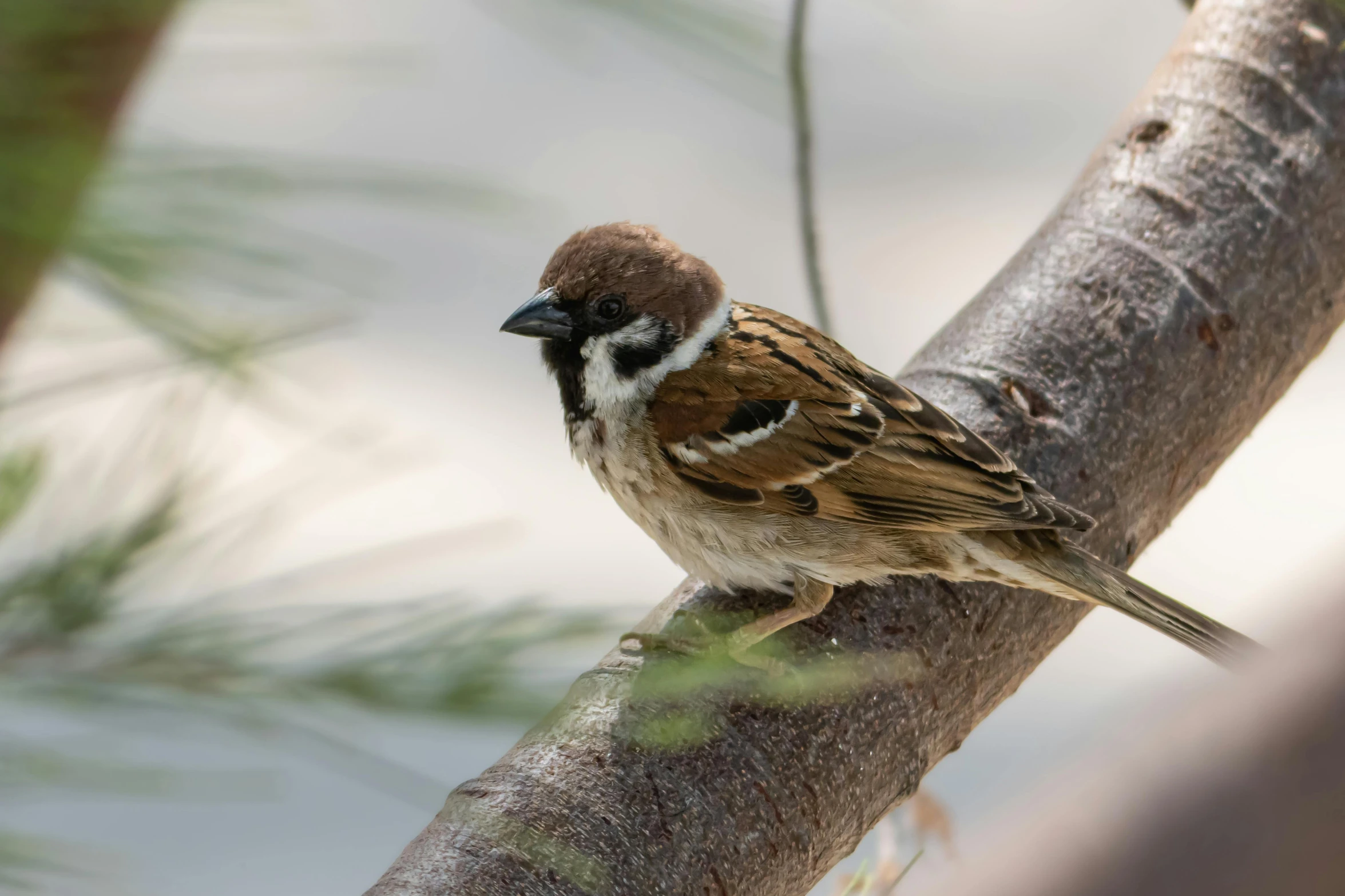 the small bird is perched on the nch