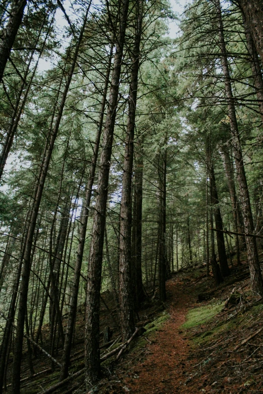 an area with lots of trees and a trail