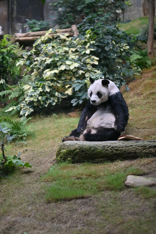 a panda bear sitting on top of a rock next to a tree