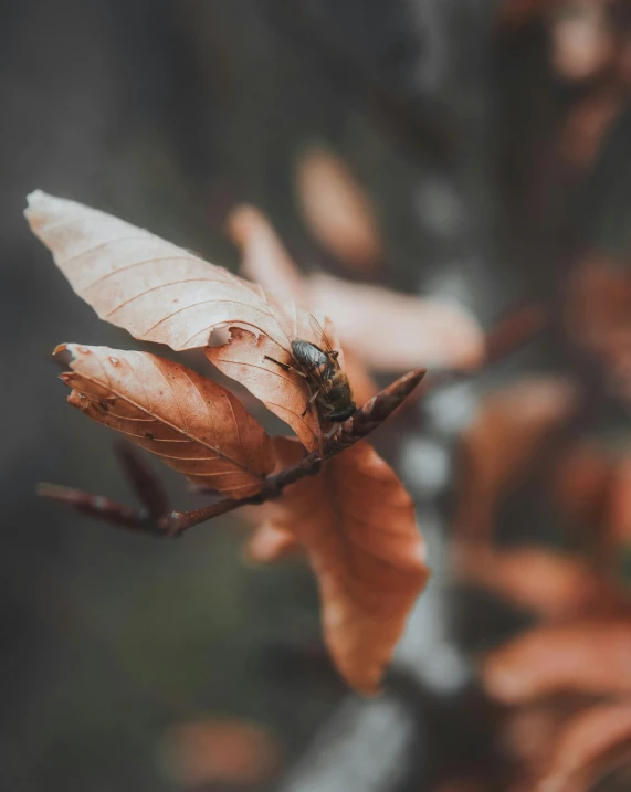 a small brown bug on some leaf by itself