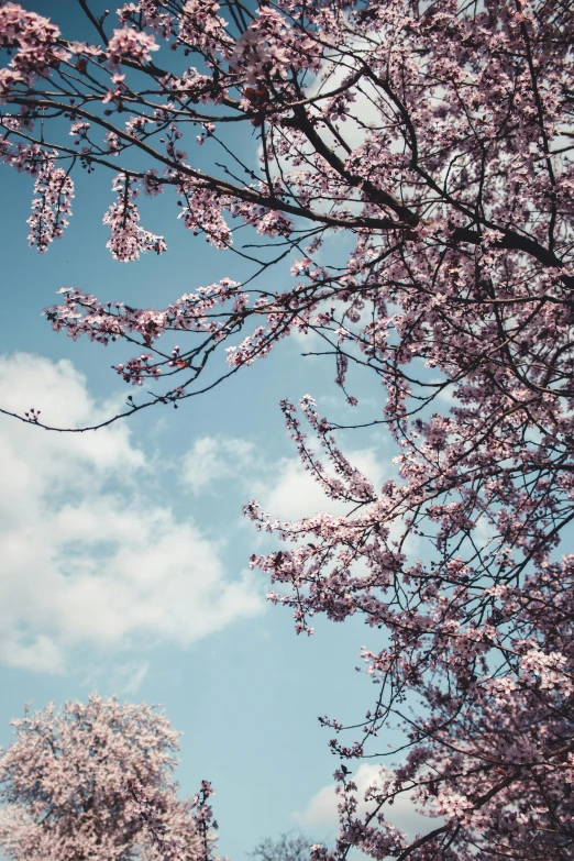 pink flowers on trees and a tree in the foreground