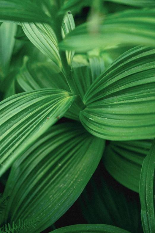 the very long leaves of this plant are green