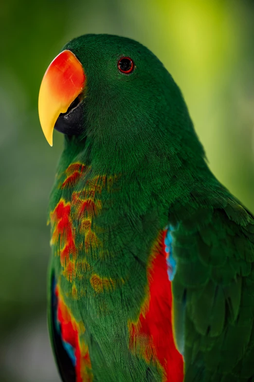 colorful, green and red parrot sits on a perch