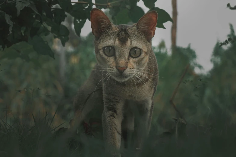 a cat that is sitting in the grass