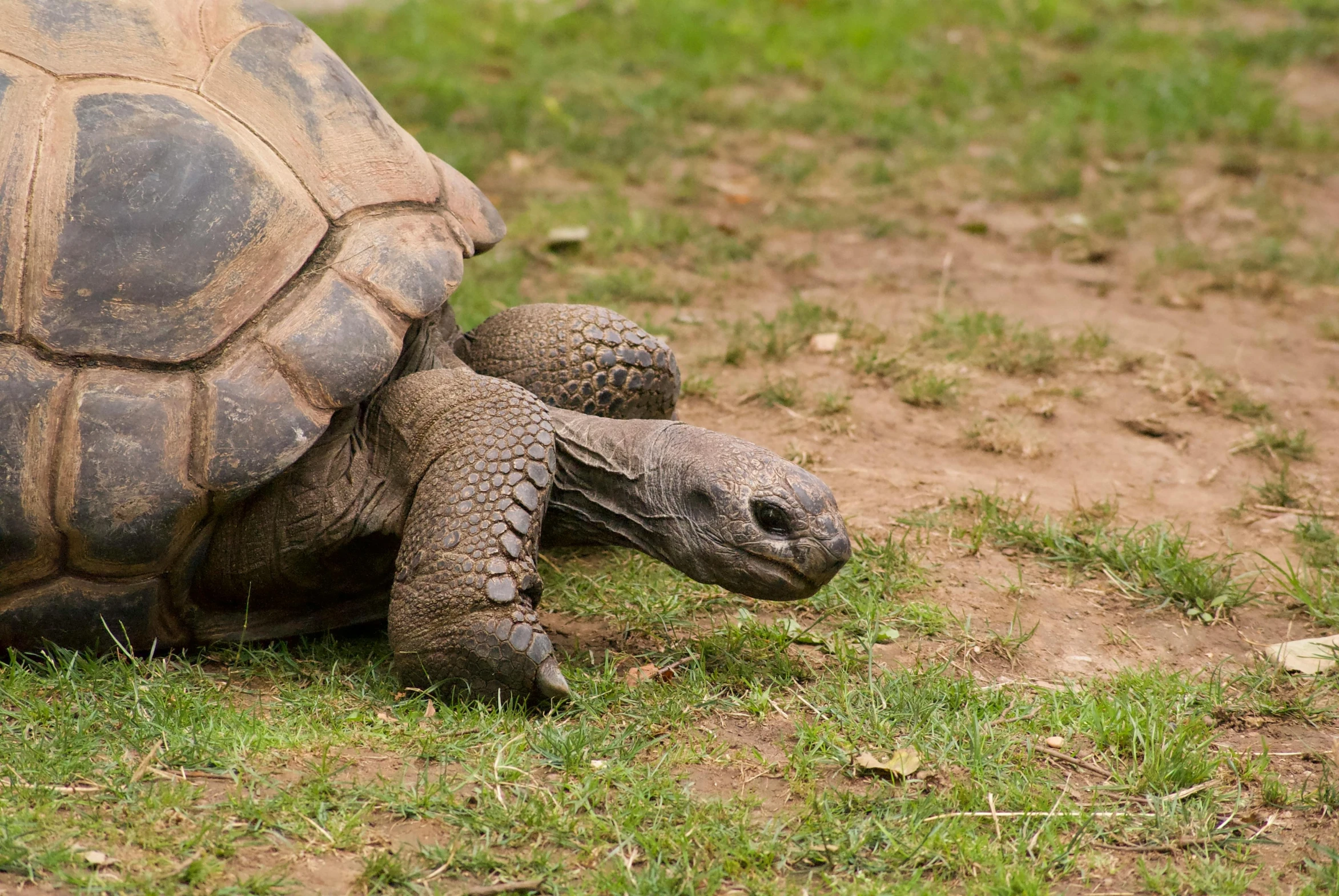 a large turtle standing on top of grass covered ground