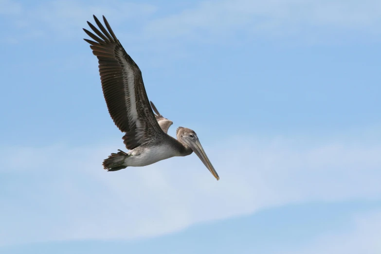 a bird flying in the sky with it's wings spread