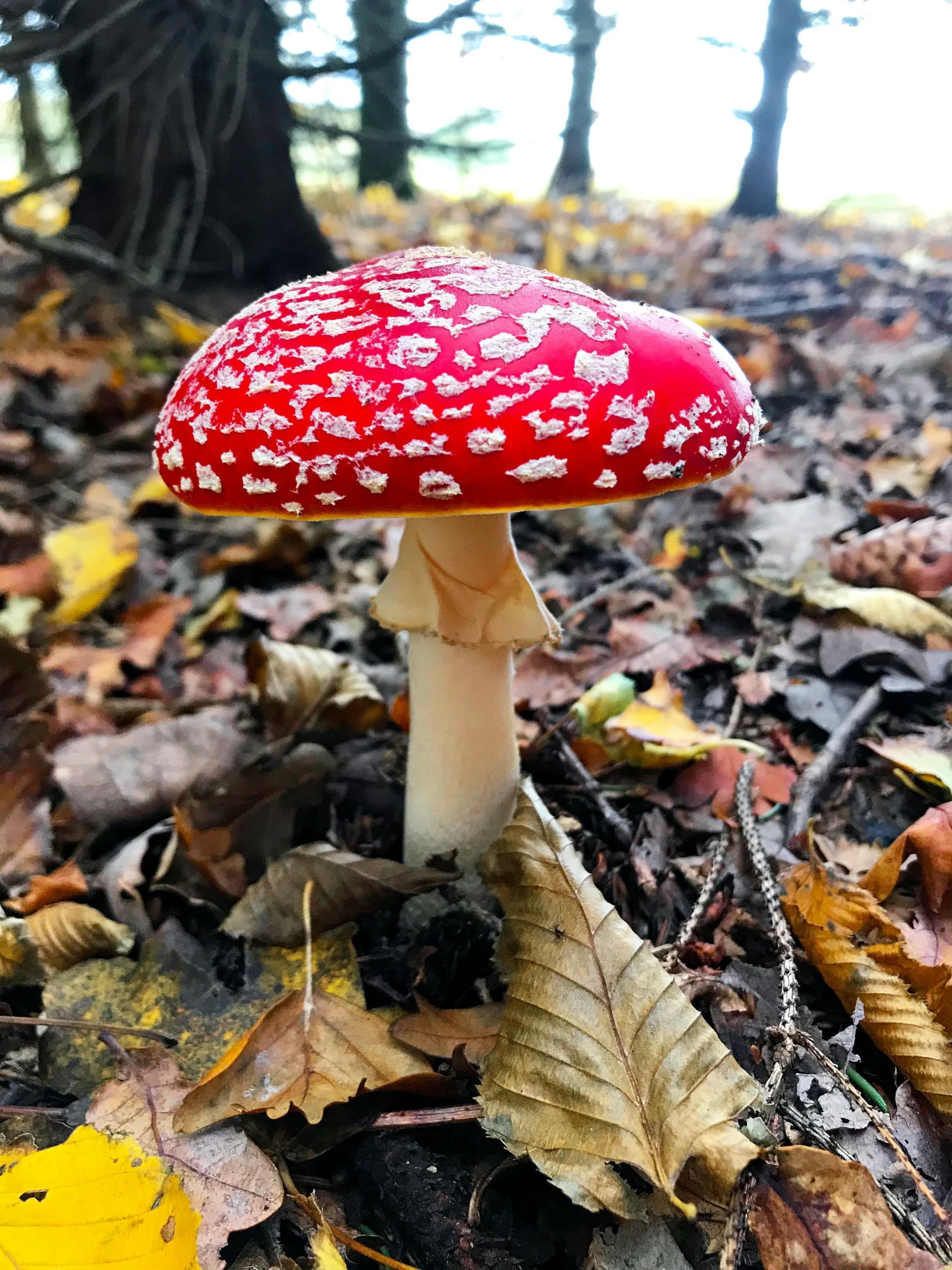 red mushroom in the woods surrounded by leaves