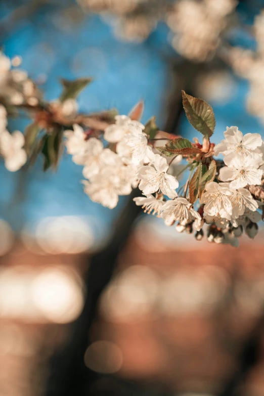 small flowers on the nch of a cherry tree