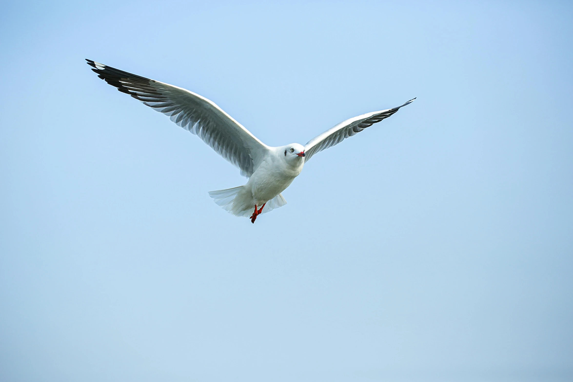 a seagull flying with its wings spread wide open