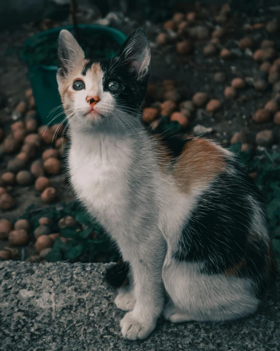 cat with snow on it's face sitting near the ground