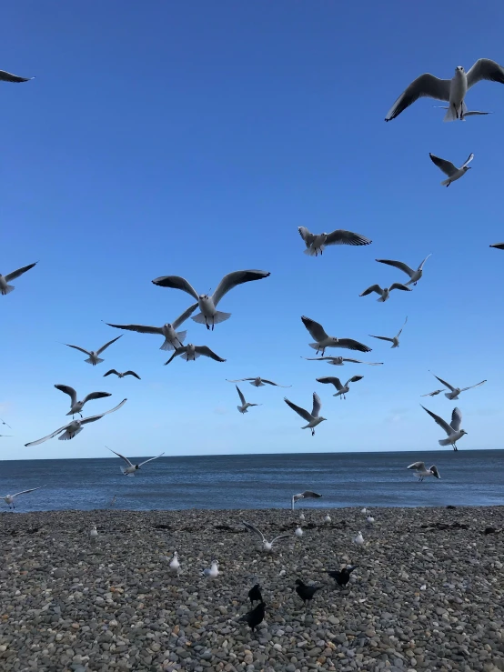 a bunch of seagulls flying low to the ground and looking for food
