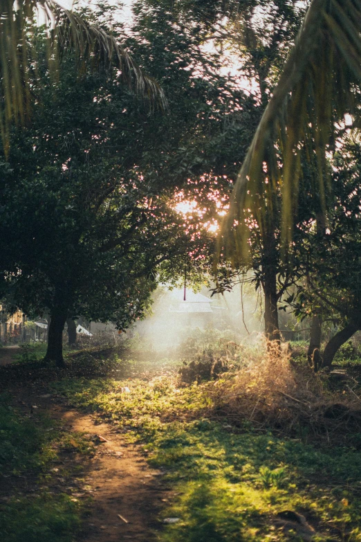 light shining through the trees on a sunny day