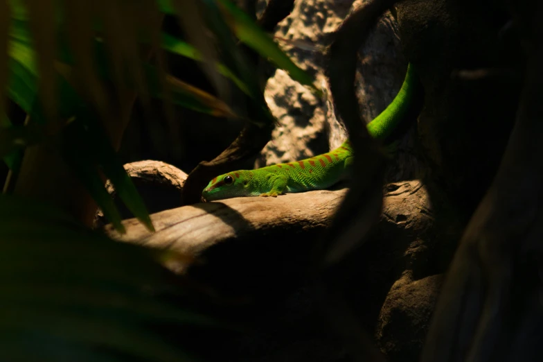 green and yellow lizard in the dark among greenery