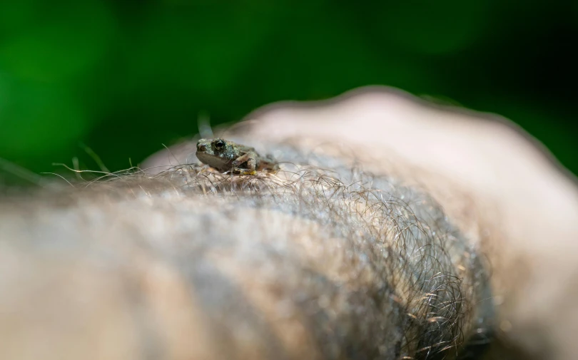 a small spider sitting on the arm of a persons hand