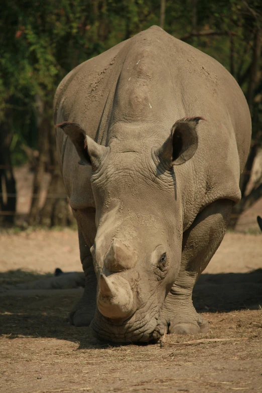 a rhino looking down while grazing in the wild