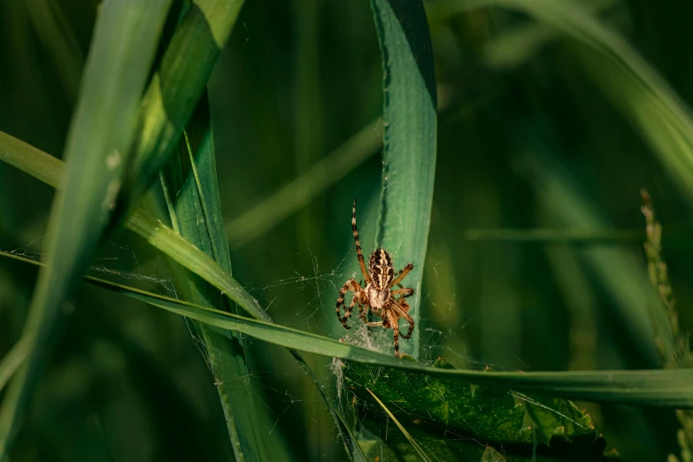 a spider sits on a blade of green grass