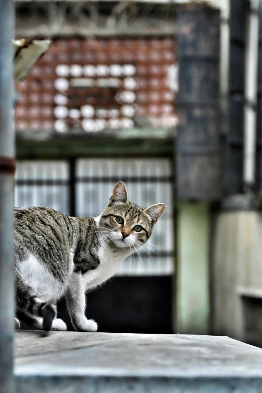 a cat is standing outside near a bird