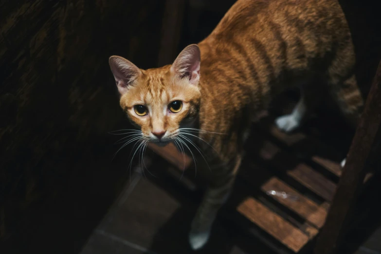 an orange cat with white stripes staring off into the distance