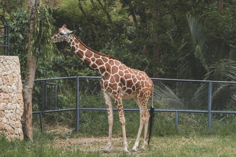 a giraffe that is standing in a field