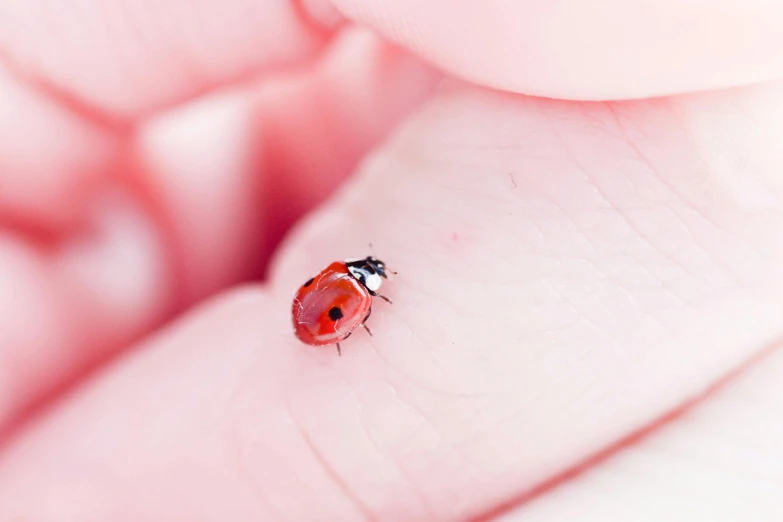 a lady bug crawling on the end of a human finger