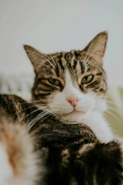 a cat lying down with it's eyes open