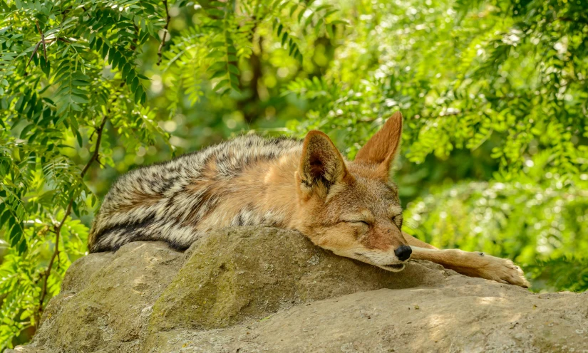 the animal is sleeping on the large rock in the woods