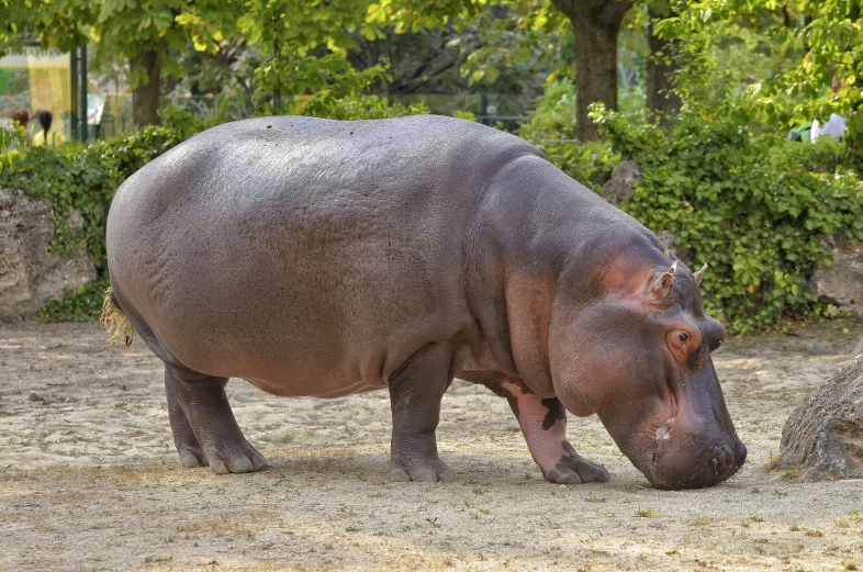 a hippo in a zoo pen eating grass