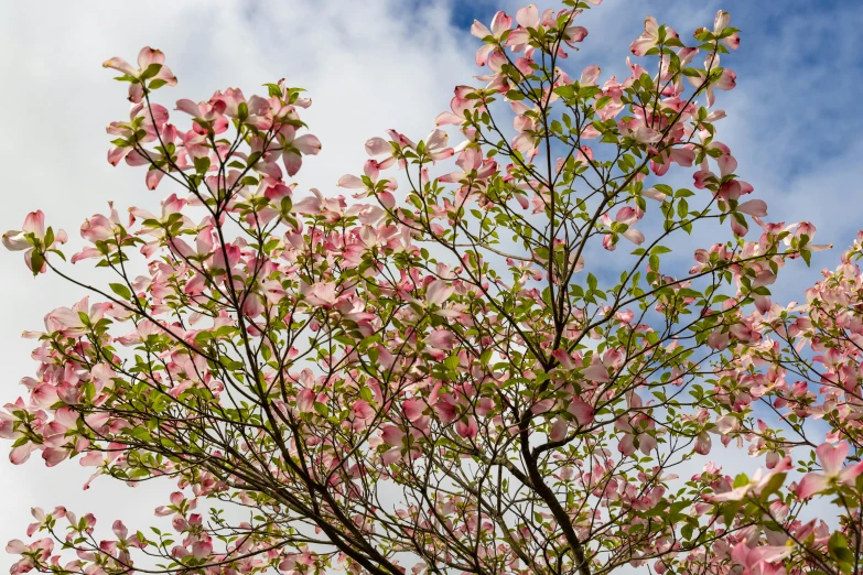 the flowers are blooming on a nch in the daytime