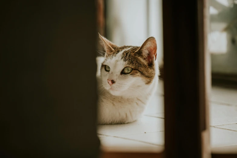 a cat laying on a white tile floor with green eyes