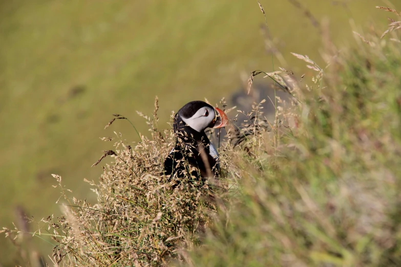 a bird resting on a ledge of some brush