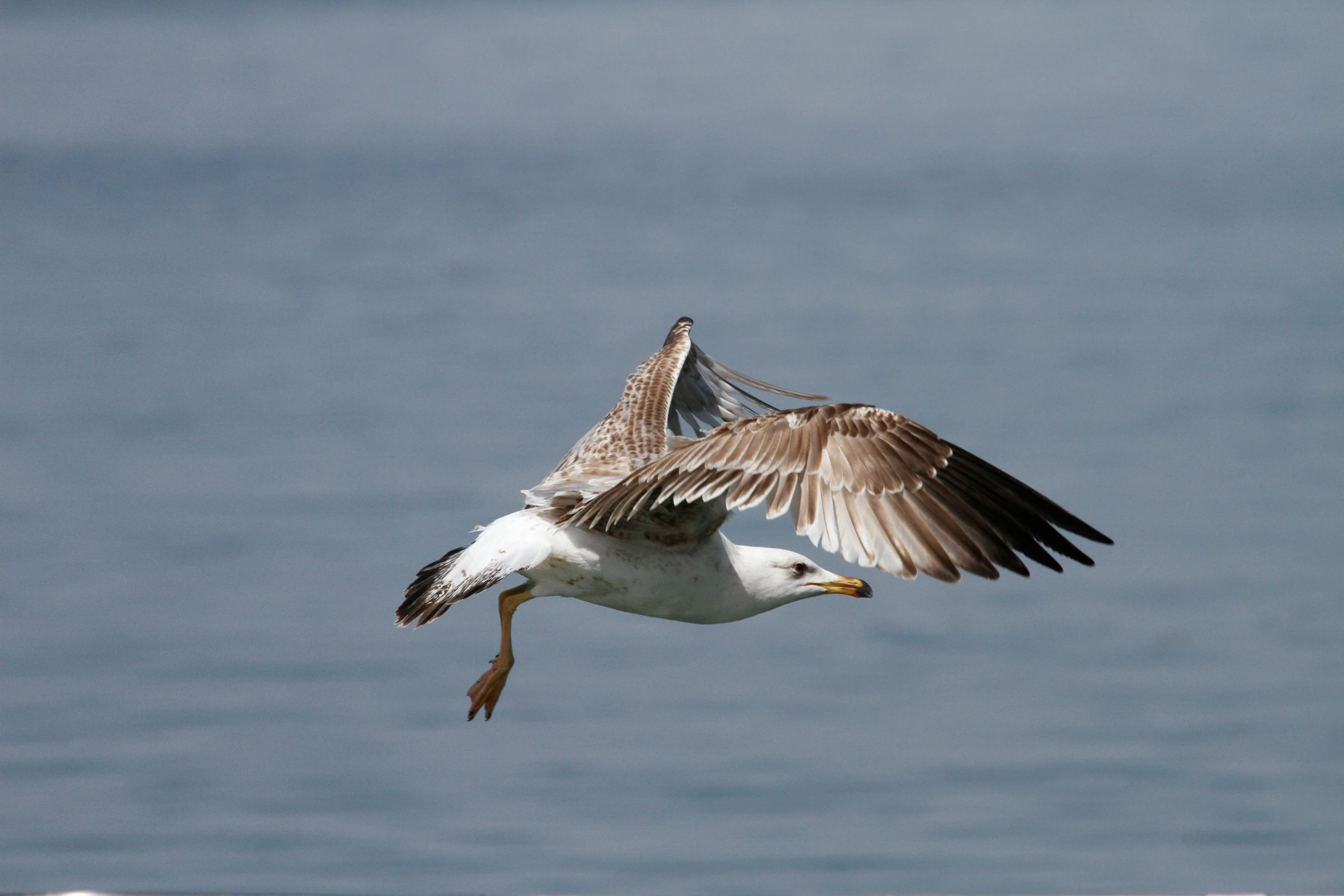 a seagull spreads it's wings above the water