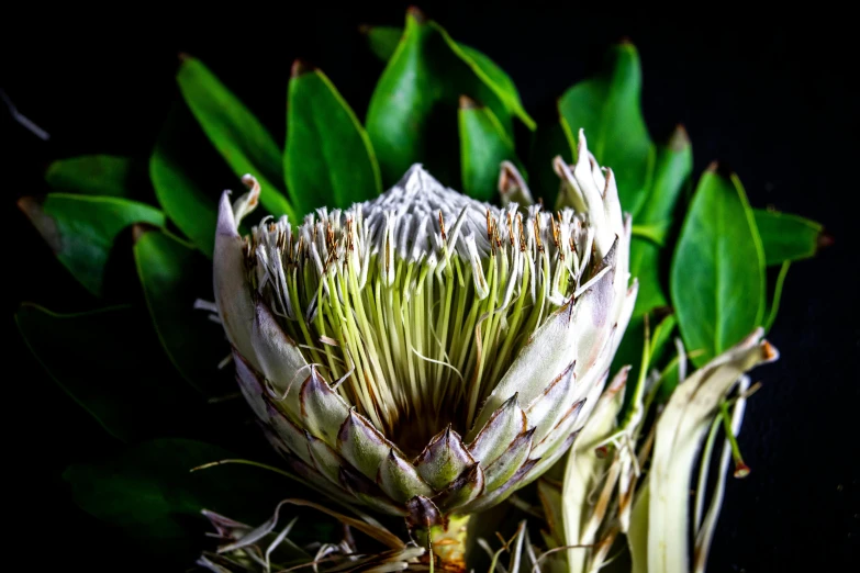 a large green flower is blooming on a black background