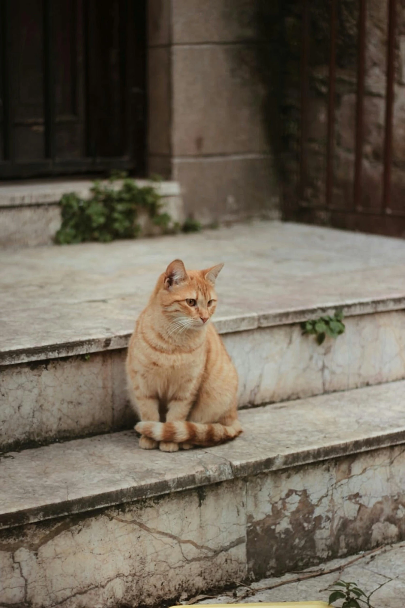 a cat sitting on top of the steps