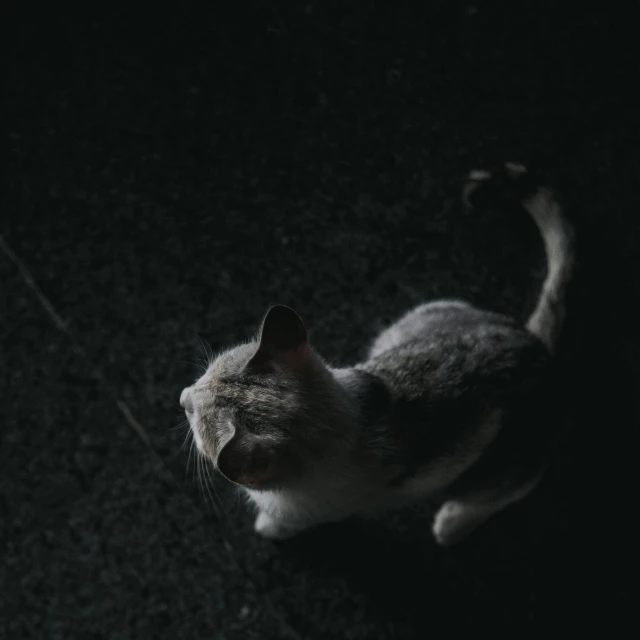 a cat sitting on the ground looking up to its ear