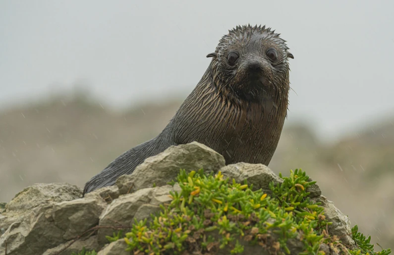 a grey seal resting on a rock out in the woods