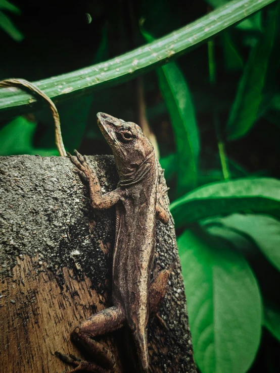 an animal sitting on the side of a tree