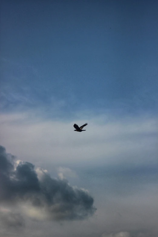 an eagle flying across a blue cloudy sky