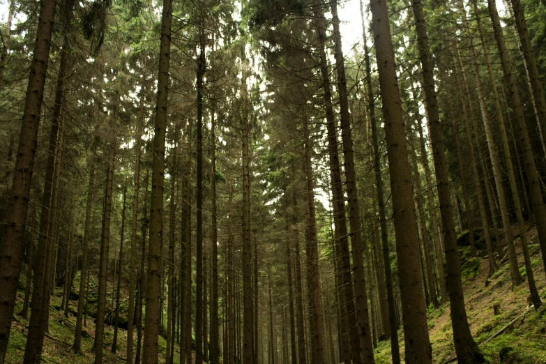 a path through the woods with trees and green grass