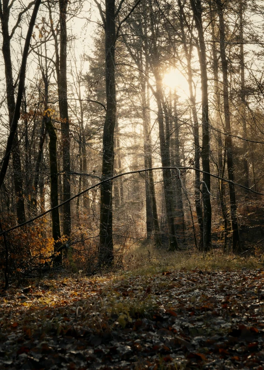 sun shines through trees in an autumn forest